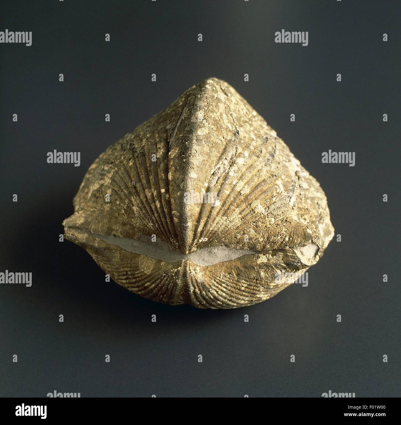 Fossil von Paraspirifer sp, Brachiopoda, Devon. Stockfoto