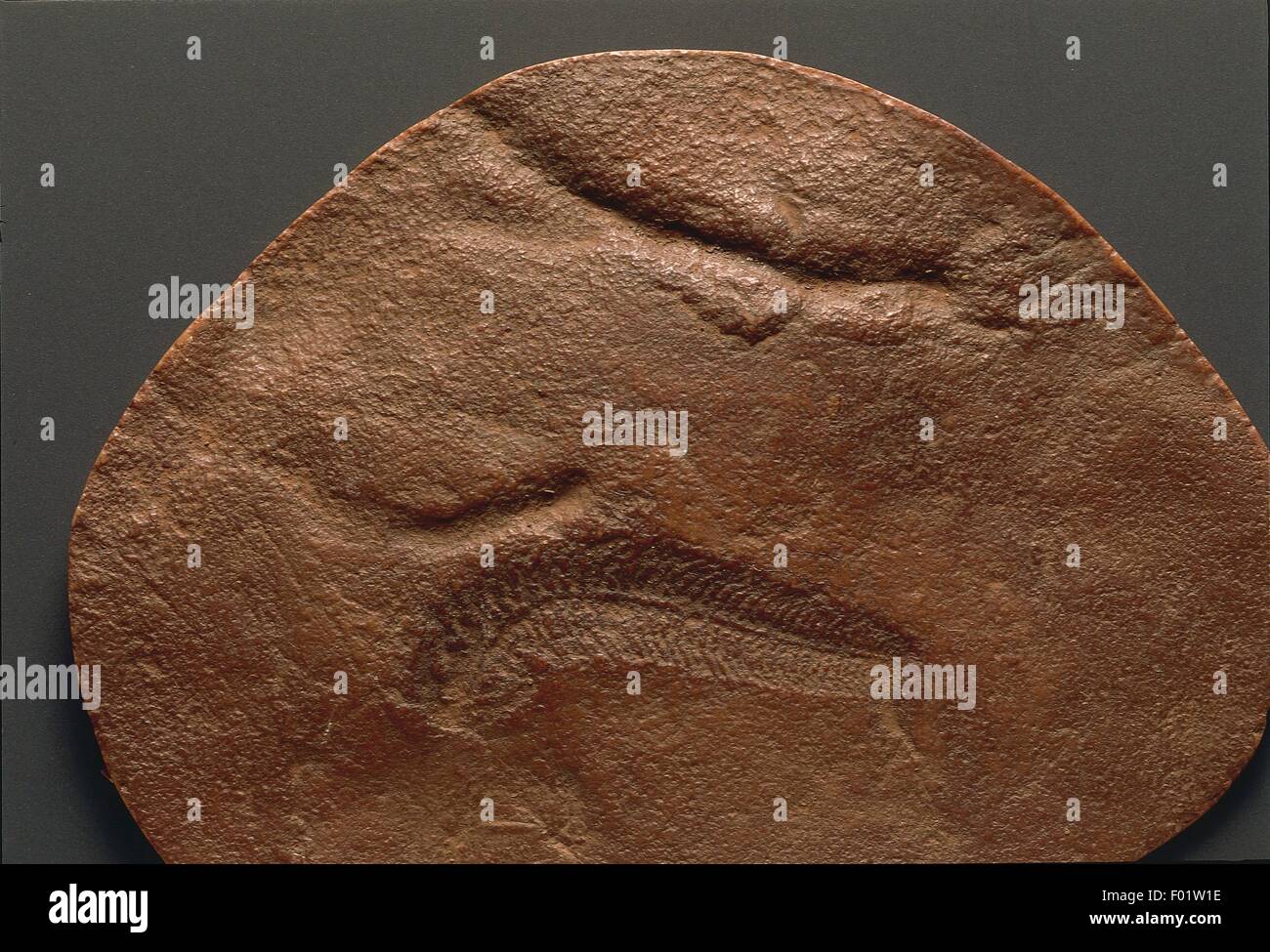 Fossilien - Cnidaria - Quallen - Präkambrium. Stockfoto