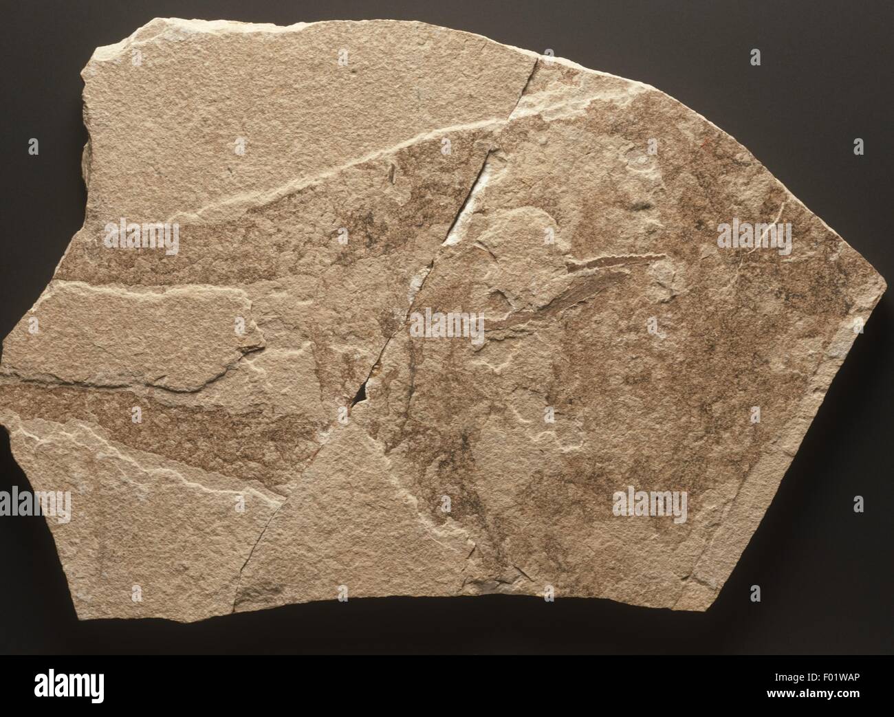 Fossile Simplicibranchia Bolcensis, eozänen Periode Stockfoto