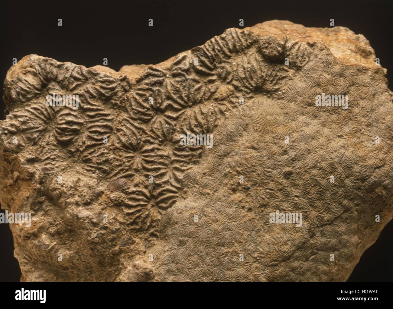 Fossile Celenterati (Anthozoa) Thamnastraea Stockfoto