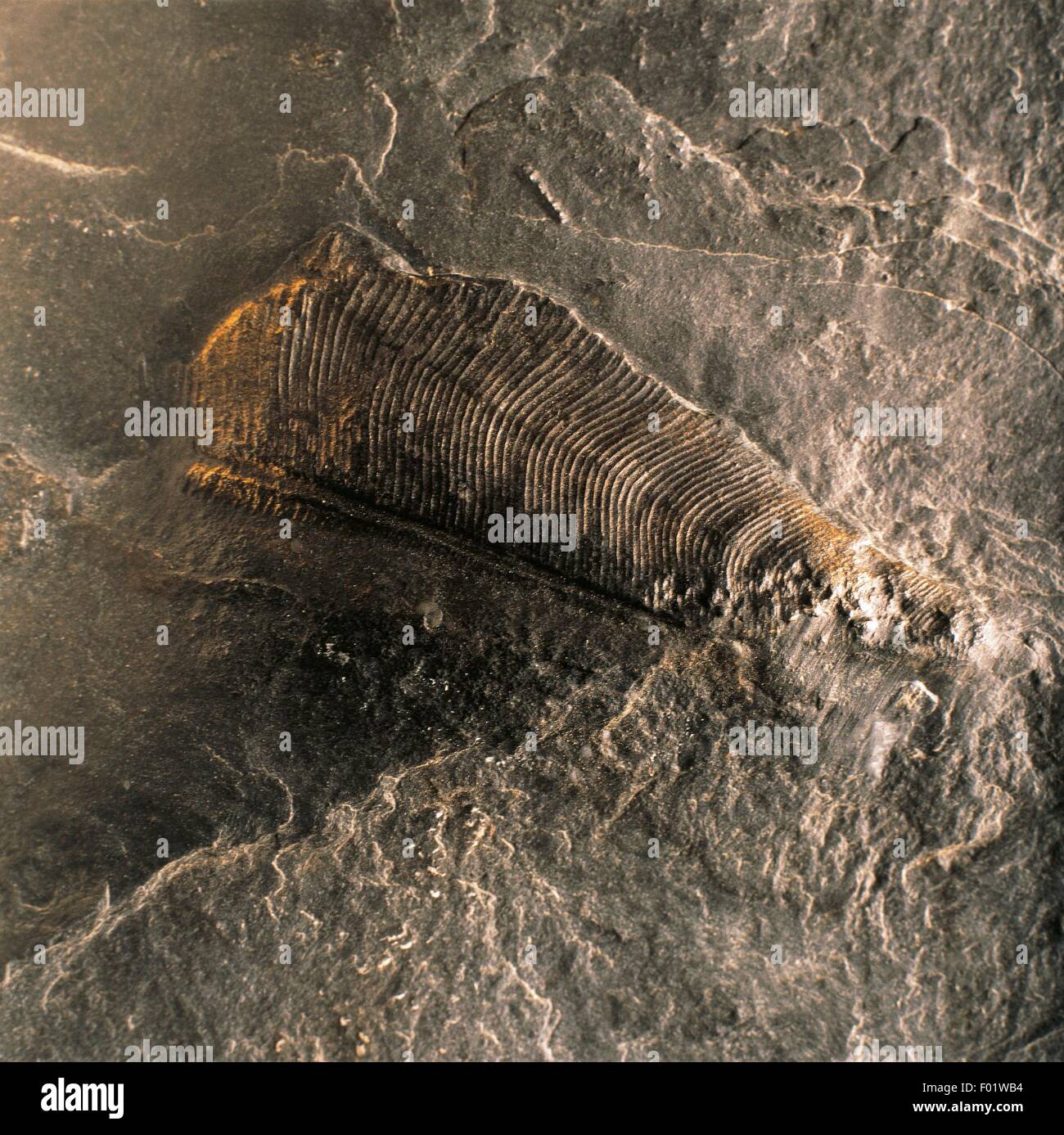 Fossilien - Cnidaria - Abstammungsverhältnisse - Rhizostomae - Conularia - Devon. Stockfoto