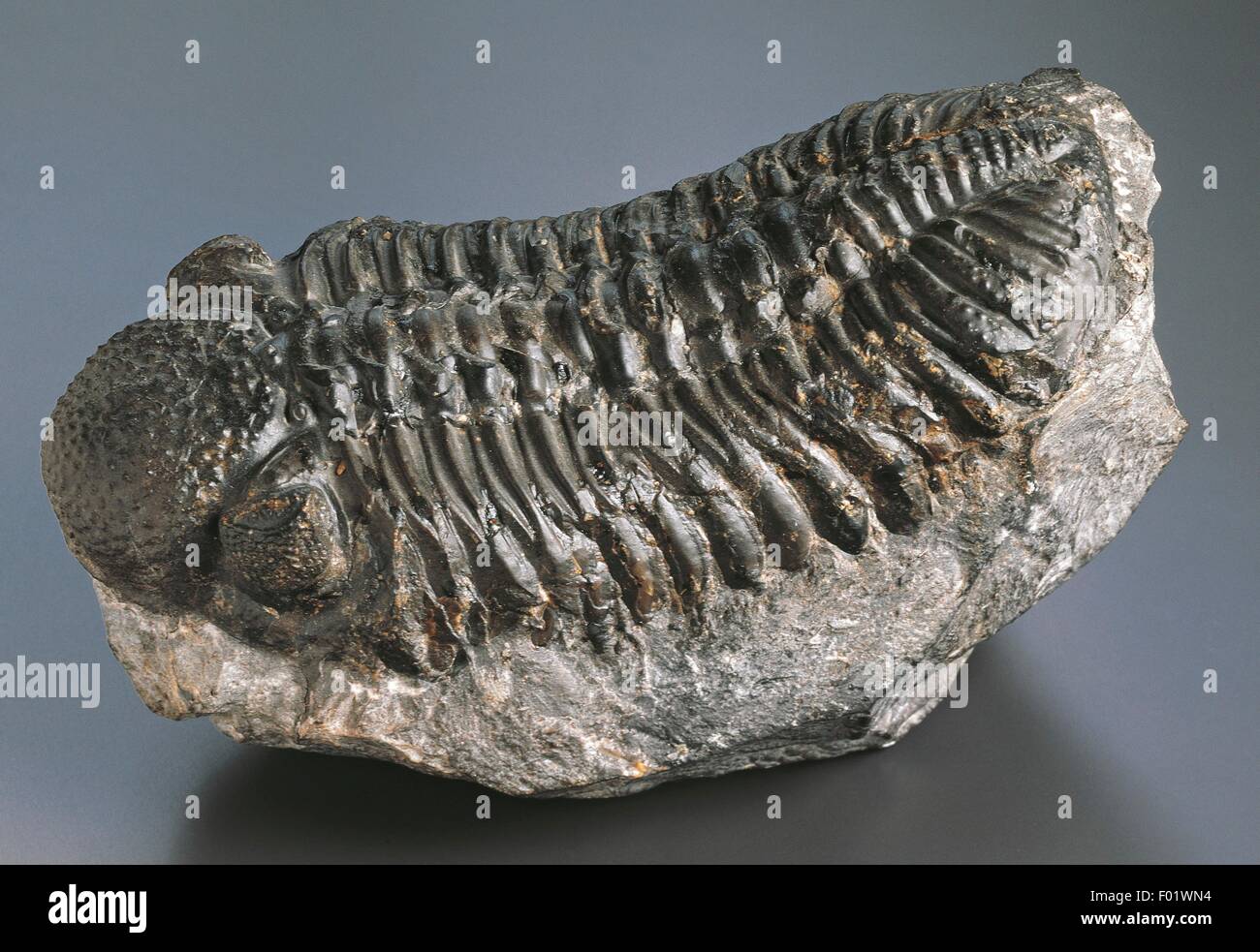 Fossilien - Protostomia - Gliederfüsser - Trilobiten - Phacops Corconspectans - Devon. Stockfoto