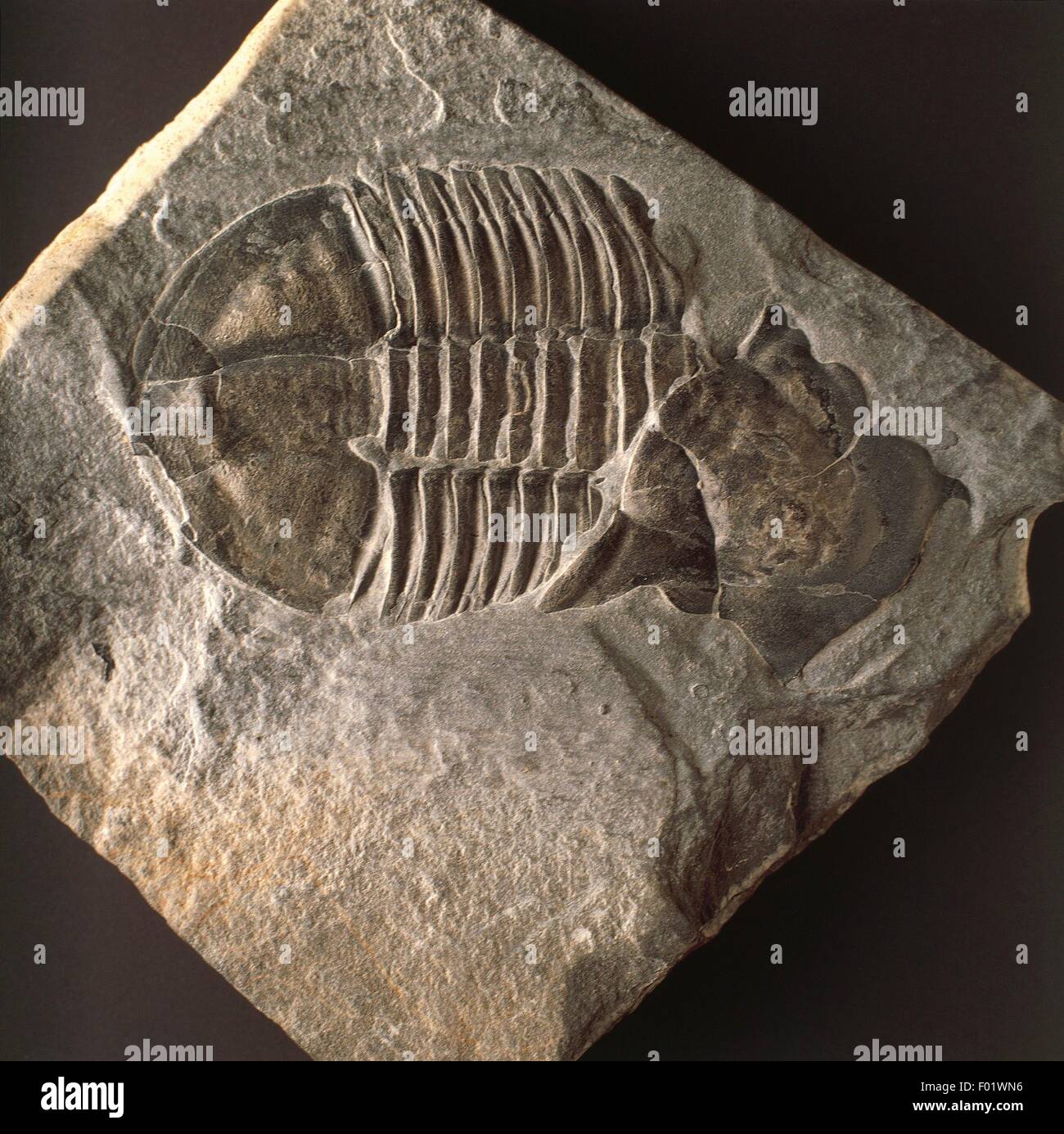 Fossilien Protostomia Gliederfüsser Trilobiten Asaphiscus