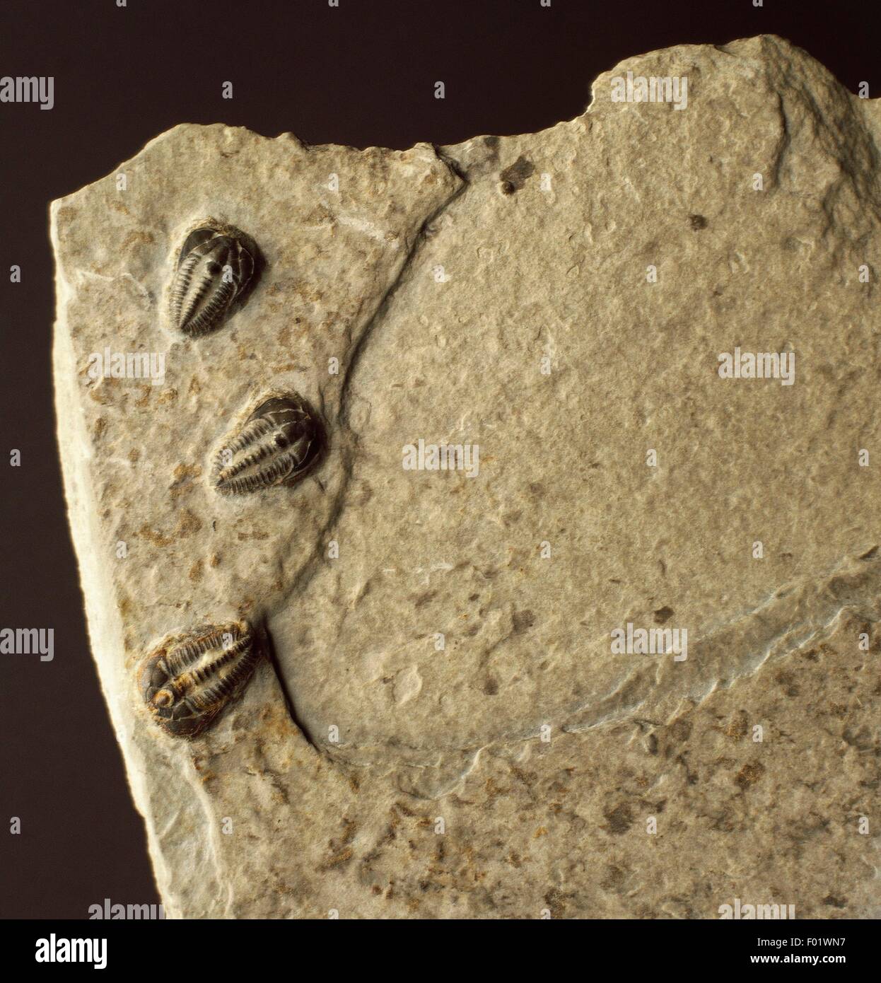 Fossil eines Brachyaspidion Microps, Trilobita, Arthropoda, mittleren Kambrium. Stockfoto