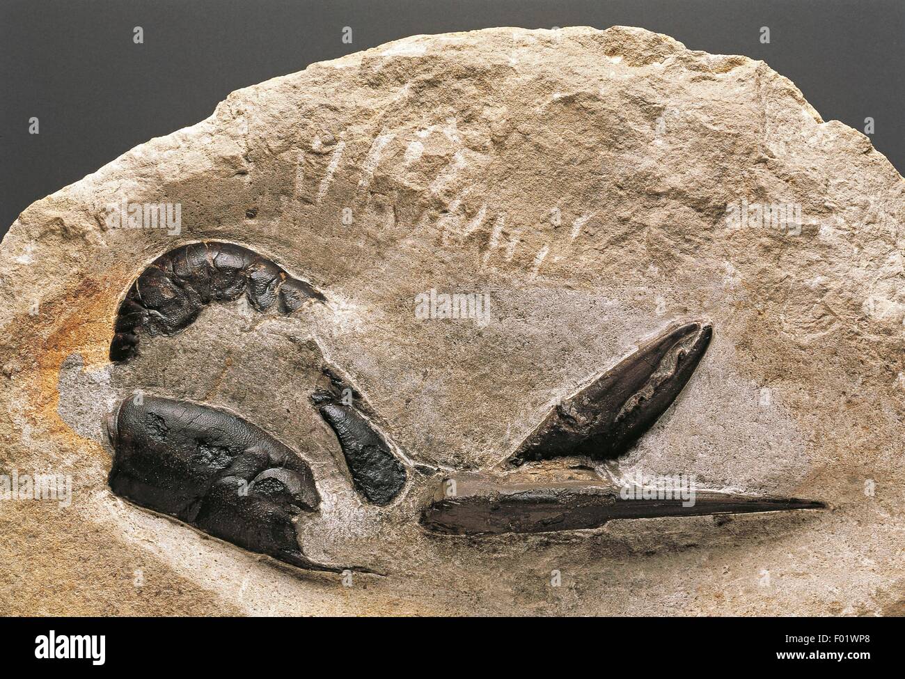 Fossilien - Protostomia - Gliederfüsser - Krebstiere - Hoploparia - Jura. Stockfoto
