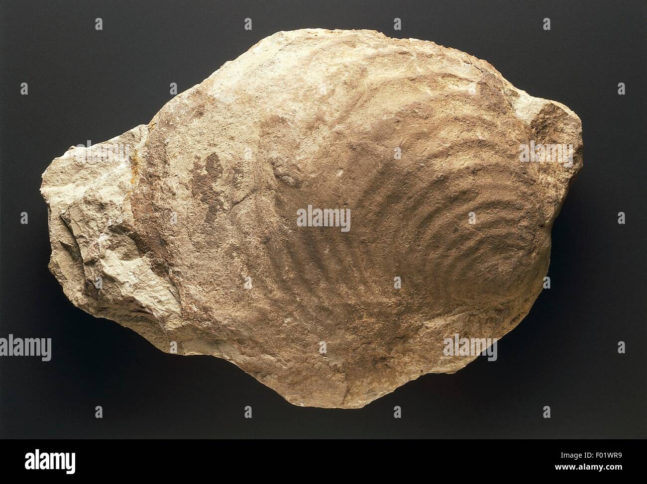 Fossilien - Protostomia - Mollusken - Bivalvia - Inoceramus Cripsii - Kreide. Stockfoto