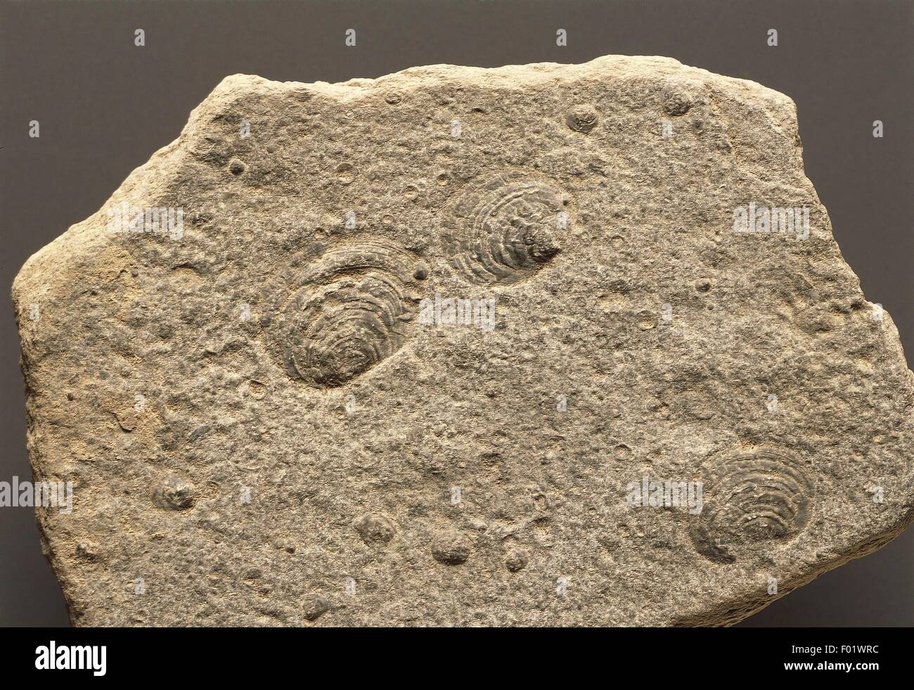 Fossilien - Protostomia - Mollusken - Bivalvia - Posidonia Wengensis - Trias. Stockfoto