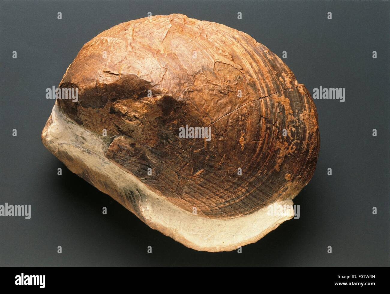Fossilien - Protostomia - Mollusken - Bivalvia - Lima - Jurassic - Deutschland. Stockfoto