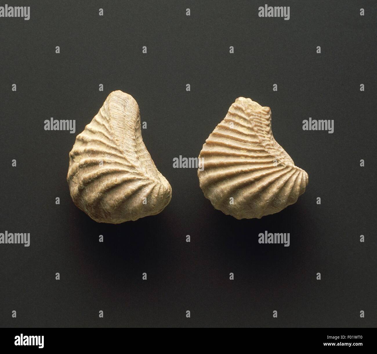 Fossilien - Protostomia - Mollusken - Bivalvia - Myophorella - Kreide - Argentinien. Stockfoto