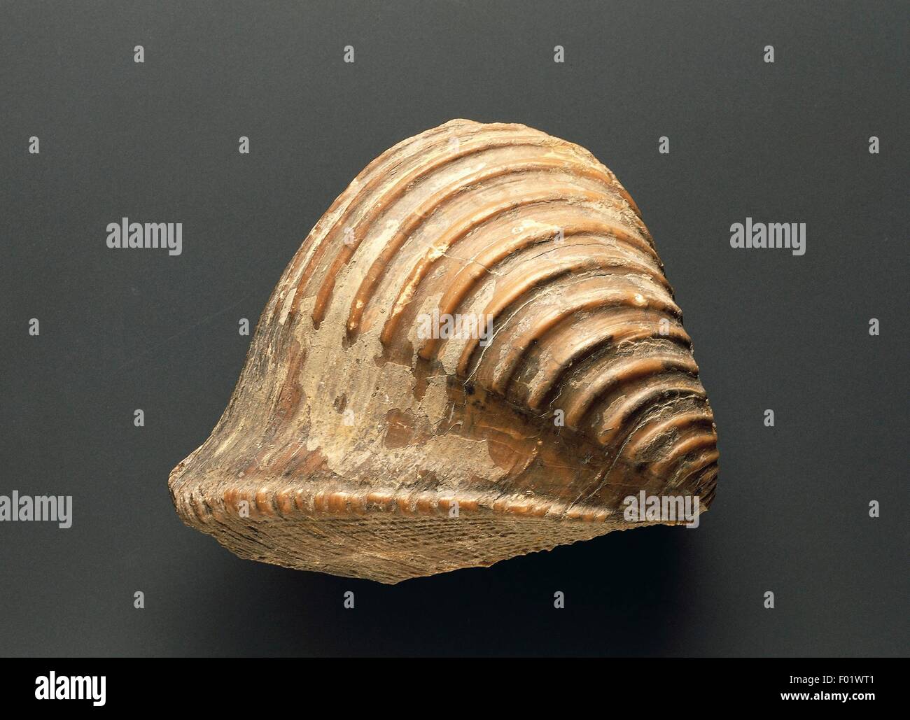 Fossilien - Protostomia - Mollusken - Bivalvia - Neotrigonia ...
