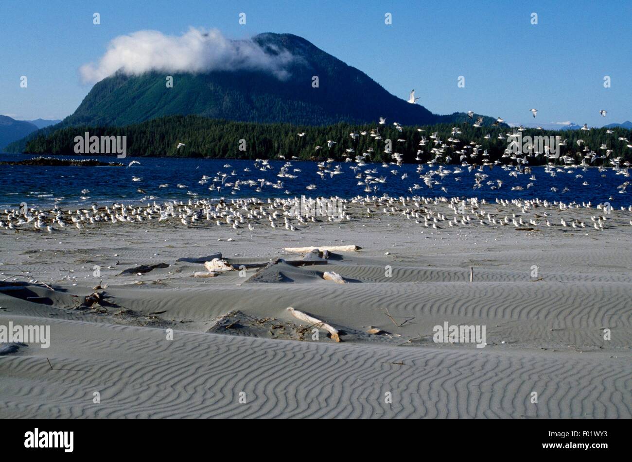 Heermann die Möwen (Larus Hermanni) und Möwen Mormonen, Pacific Rim National Park Reserve, British Columbia, Kanada. Stockfoto