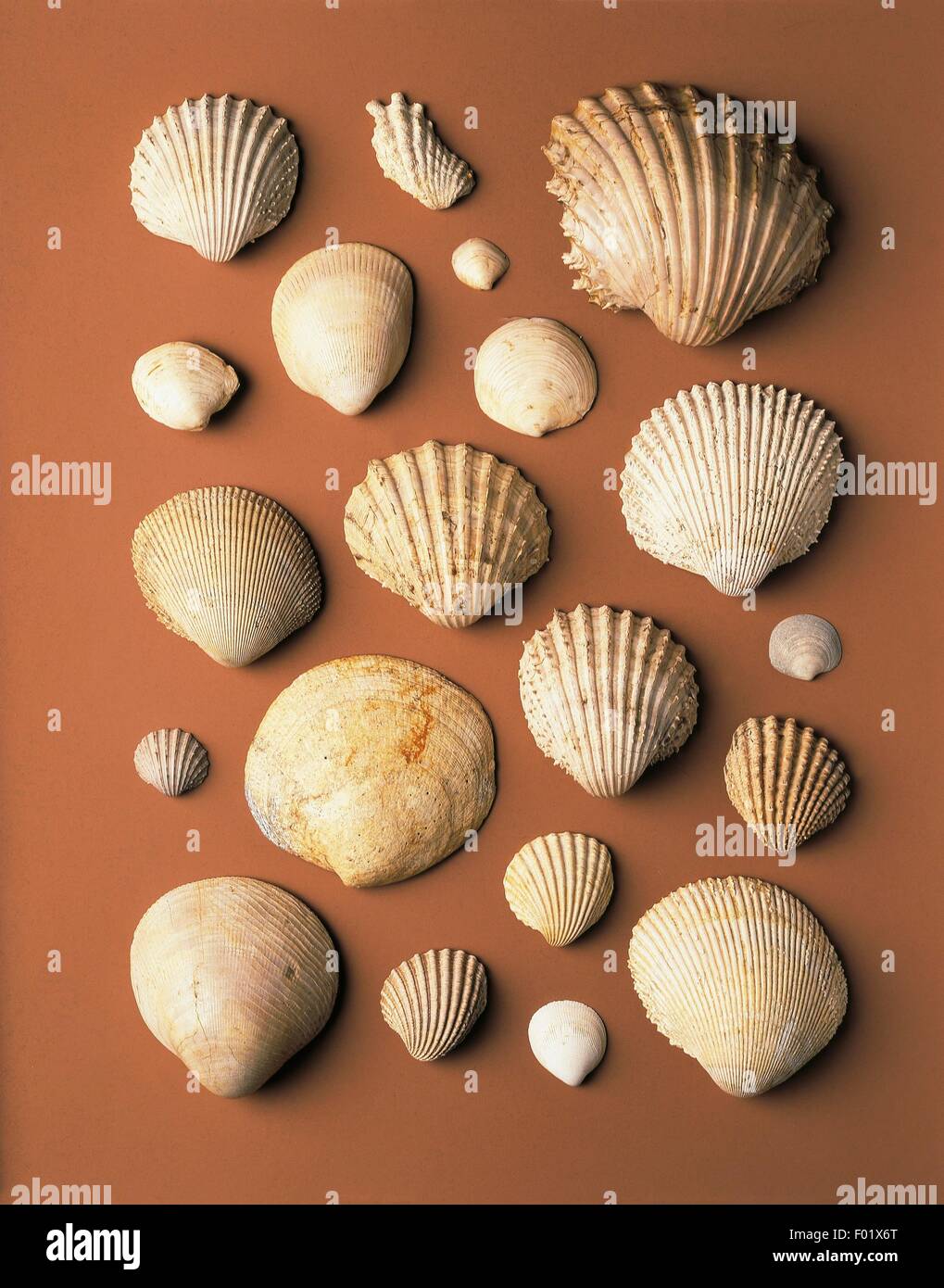 Fossilien - Protostomia - Mollusken - Bivalvia - Pliozän. Stockfoto
