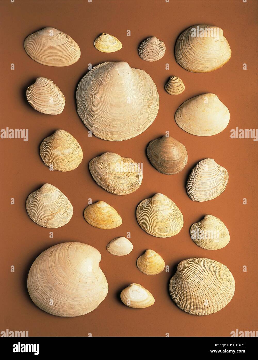 Fossilien - Protostomia - Mollusken - Bivalvia Stockfotografie - Alamy