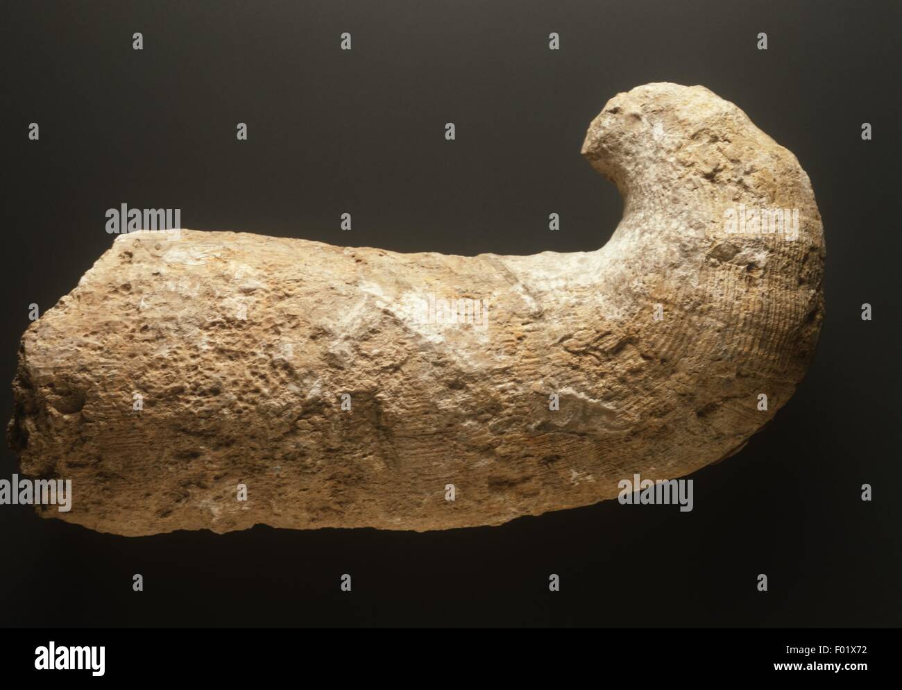 Fossilien - Lamellibranchia, Hippurites Cornuvaccinum, späten Kreidezeit, Nahaufnahme Stockfoto
