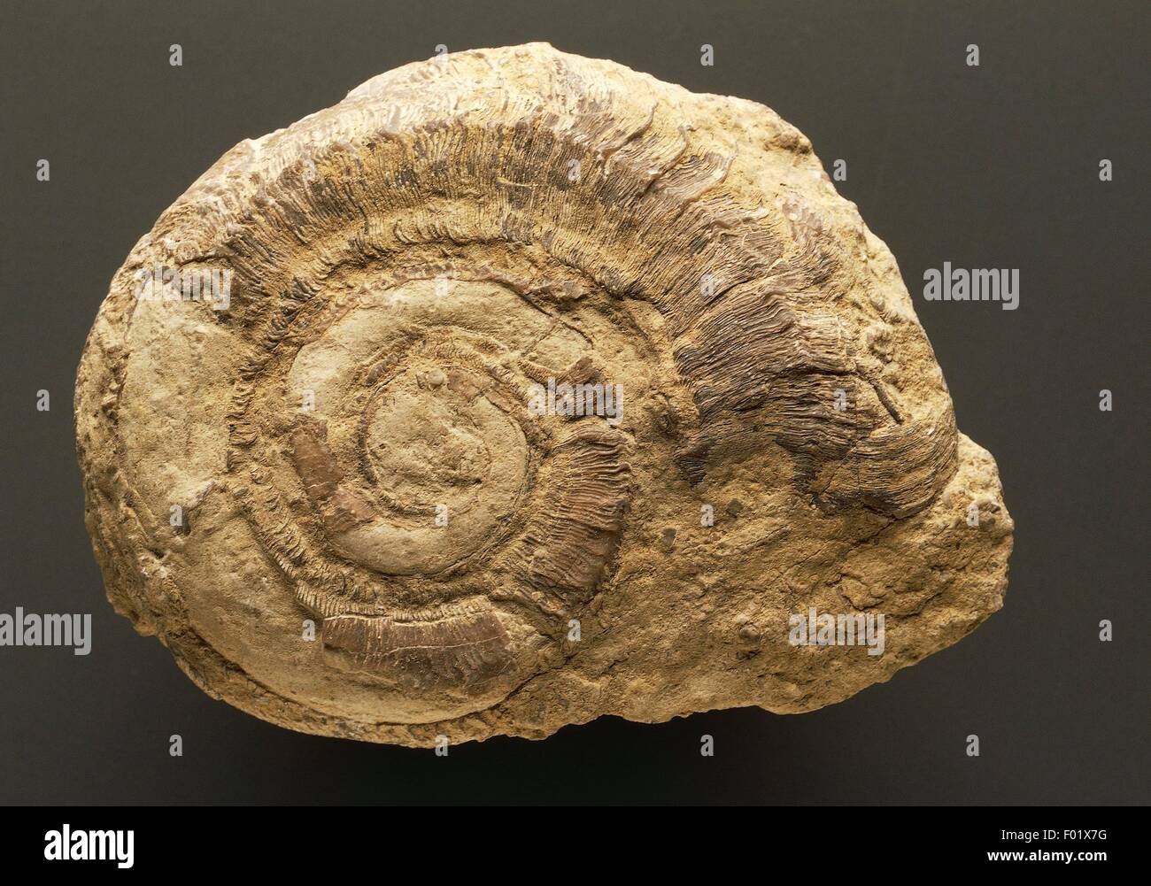 Fossilien - Protostomia - Mollusken - Gastropoda - Oriostoma Discors - Silur. Stockfoto