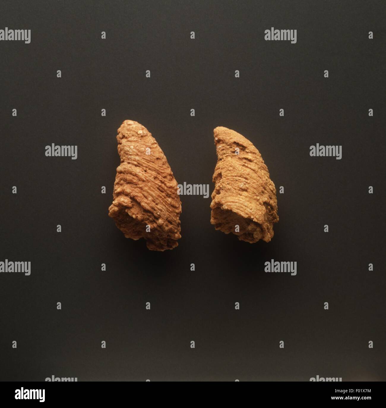Ordovician Fotos und Bildmaterial in hoher Auflösung Alamy