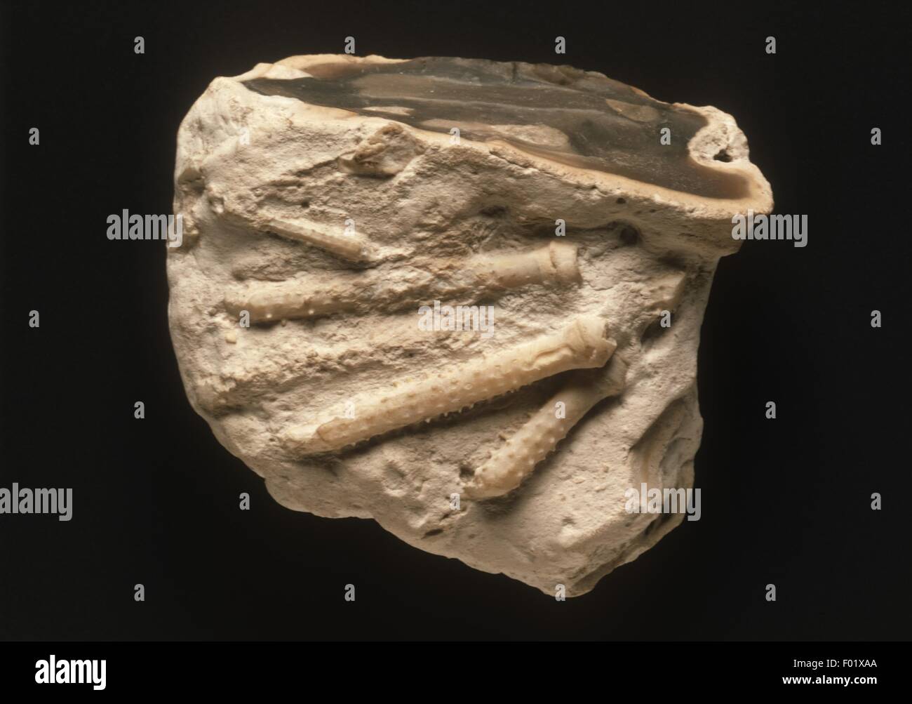 Fossilien Adiolus von Cidaris aus der späten Kreidezeit