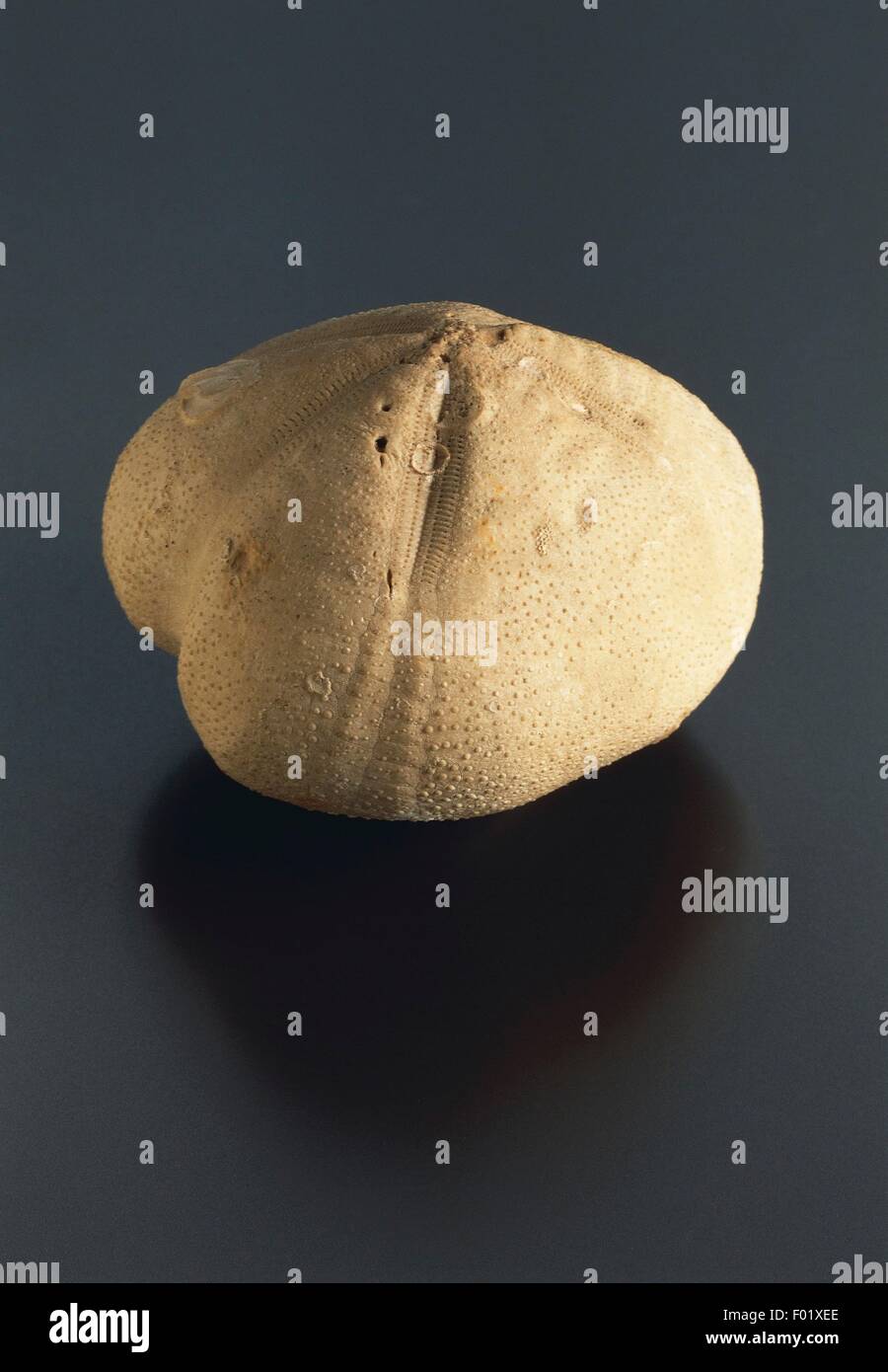 Fossilien Deuterostomia Echinodermata Echinoidea Isomicraster