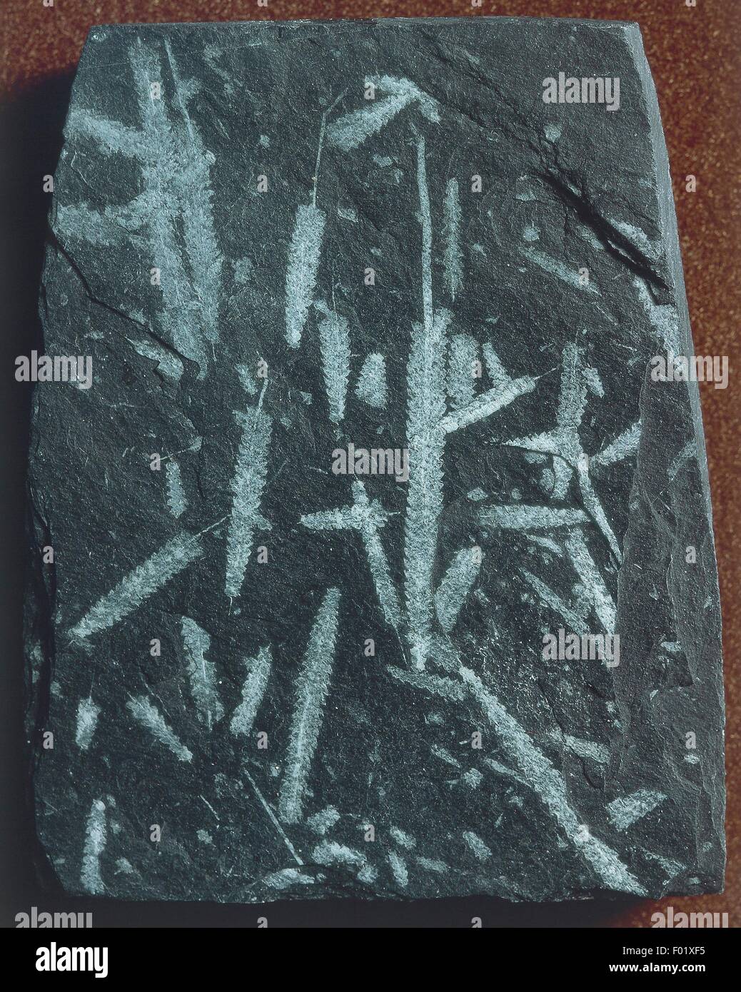 Fossilien Deuterostomia Hemichordata Graptolithina Orthograptus