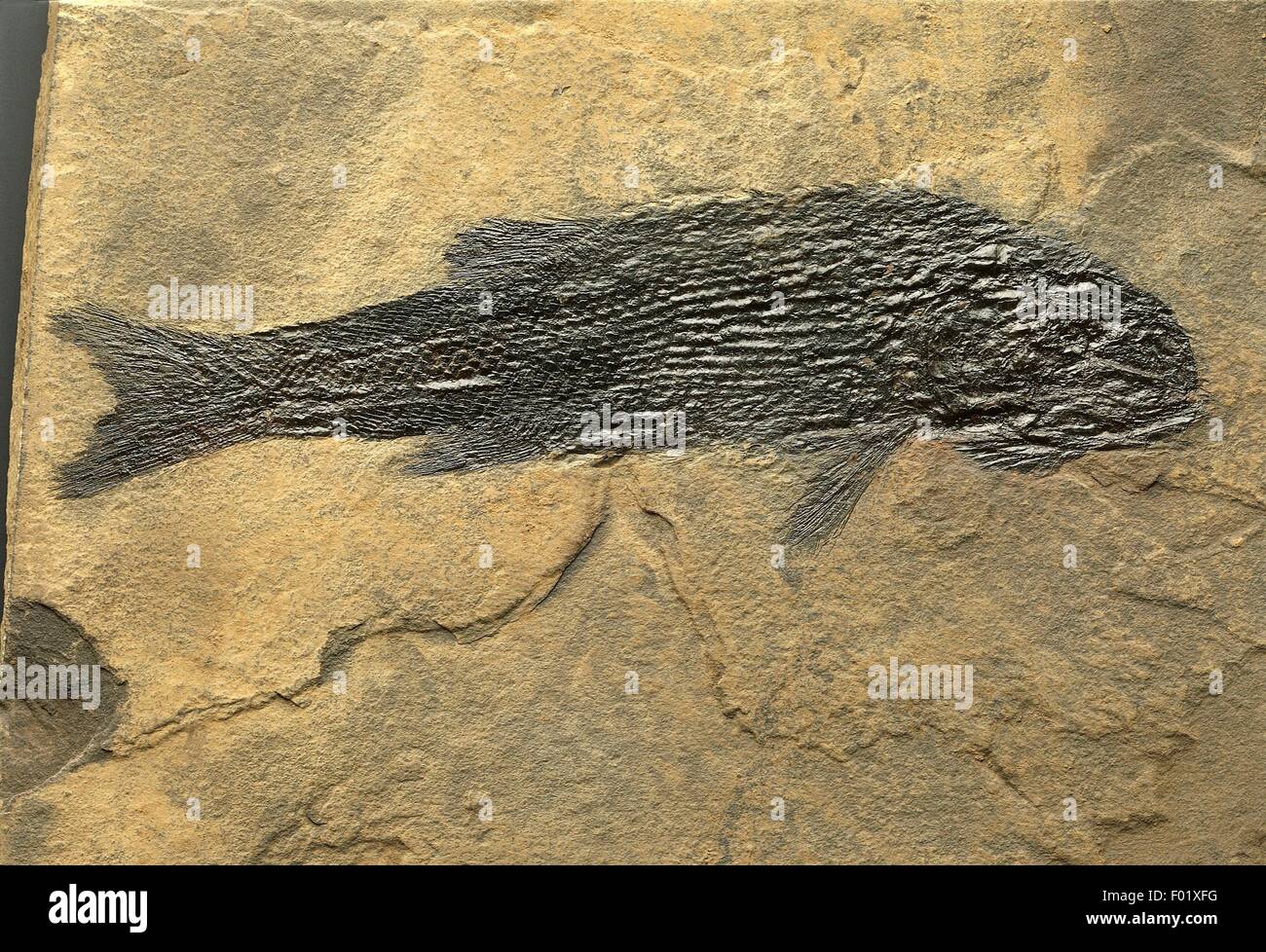 Fossilien - Deuterostomia - Chordata - Actinopteri - Albertonia Clupidinia - Trias. Stockfoto