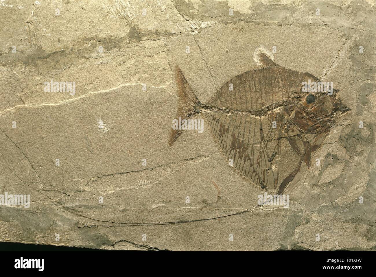 Fossilien - Deuterostomia - Chordata - Actinopteri - Mene Rhombea - Eozän - Italien. Stockfoto