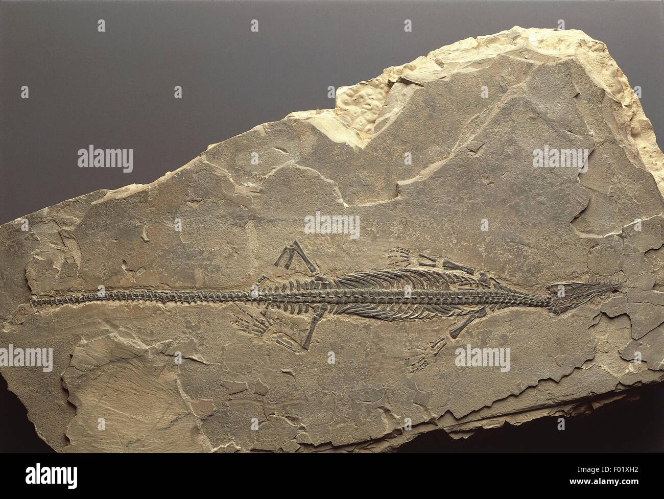 Fossilien Deuterostomia Chordata Reptilia Mesosaurus
