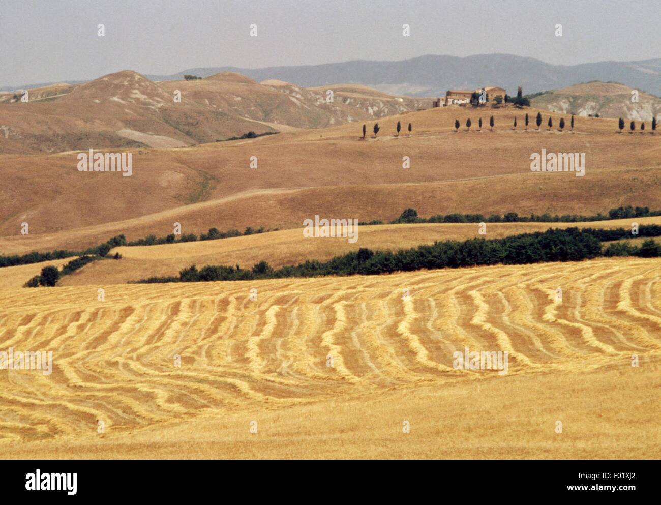 Land Landschaft mit Weizen-Felder in der Nähe von Volterra, Toskana, Italien. Stockfoto