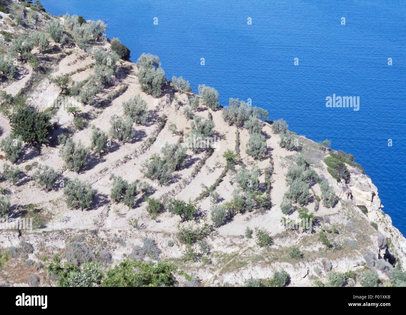 Olivenhain mit Blick aufs Meer, Gargano, Apulien, Italien. Stockfoto