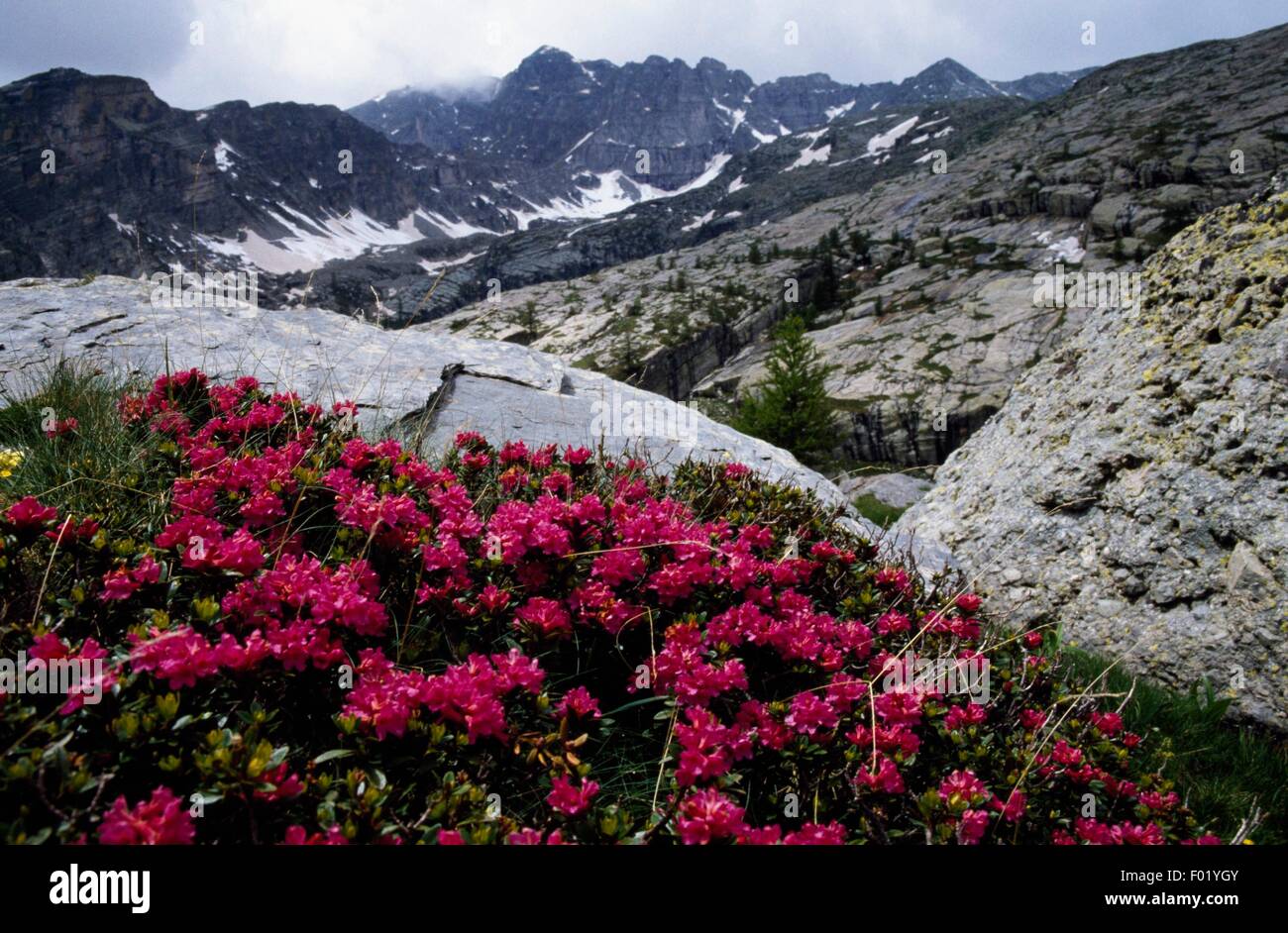Blhende Strucher Rhododendron, Valle des Merveilles, Mercantour  Nationalpark (Parc national du Mercantour), Provence-Alpes-Cote d ' Azur,  Frankreich Stockfotografie - Alamy
