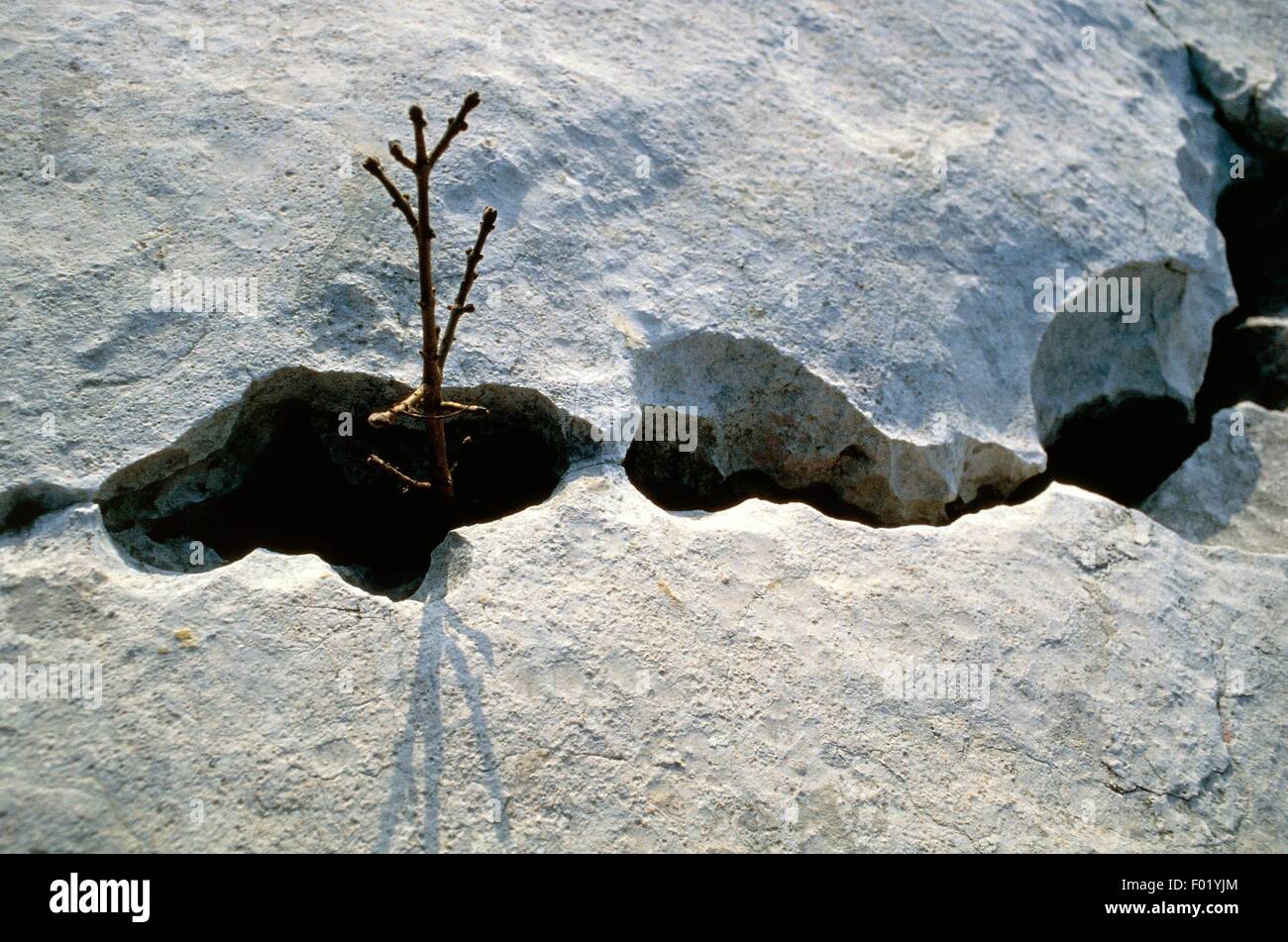 Platten aus kalkhaltigen Felsen nach dem Vorbild von alten Gletschern und Verkarstung, Monte Baldo, Venetien, Italien. Stockfoto