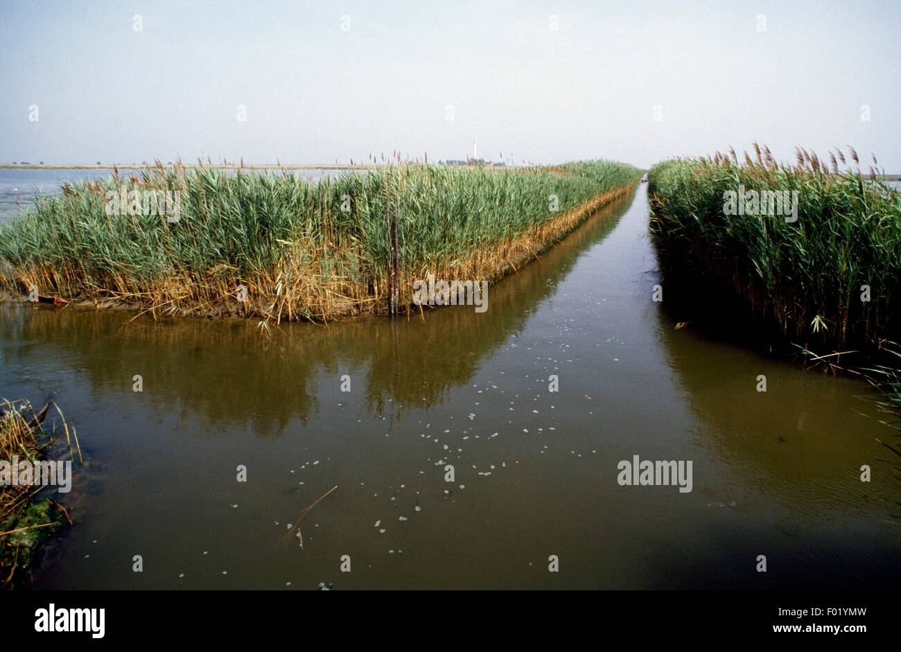 Sacca del Canarin Lagune, Bocche di Po Po Delta Regional Park (UNESCO