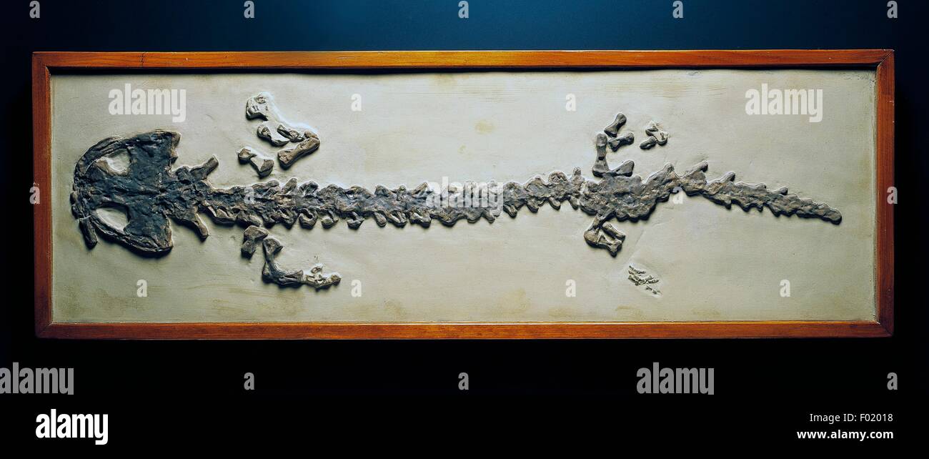 Fossil von Andrias Scheuchzeri, Familie Hynobiidae, ähnlich wie ein Riesensalamander ausgestorbenen Amphibien Miocene Epoche. Stockfoto