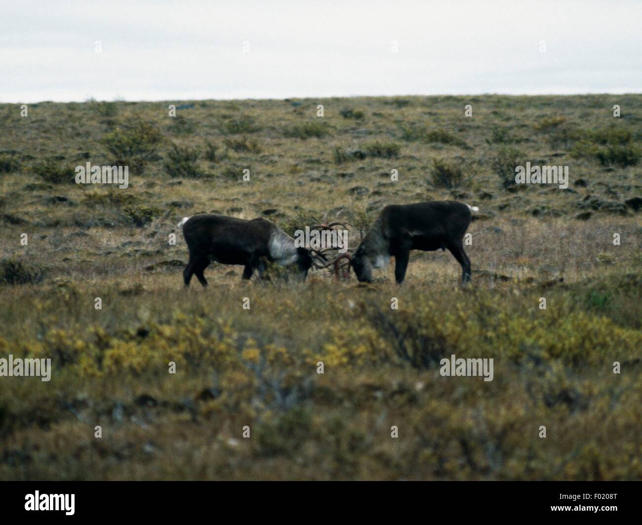 Duell zwischen zwei erwachsenen männlichen Woodland Caribou (Rangifer Tarandus Caribou), Yukon, Kanada. Stockfoto
