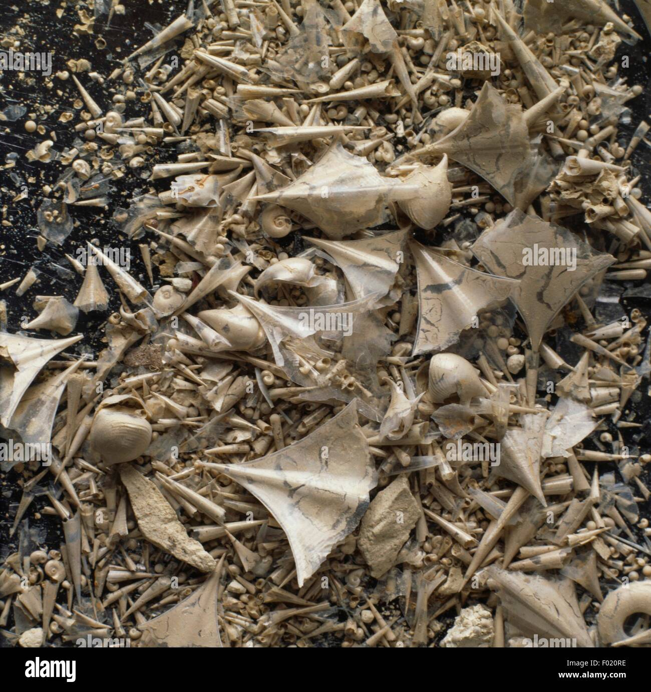 Fossil von Flügelschnecken Muscheln, Weichtiere, gefunden im Mittelmeer. Stockfoto