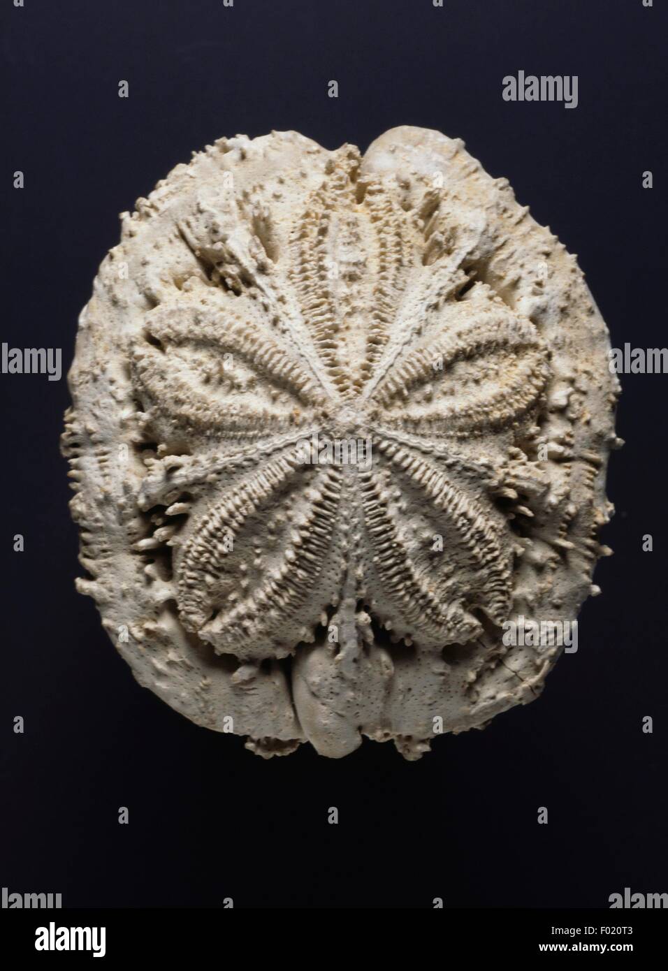 Fossil eines Clypeasteroida, Stachelhäuter, Neogen. Stockfoto