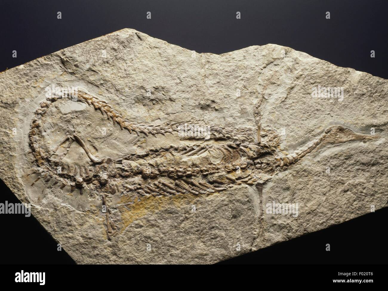 Fossil des Stereosternum Tumidum, Reptilien, unteren Perm in Brasilien gefunden. Stockfoto