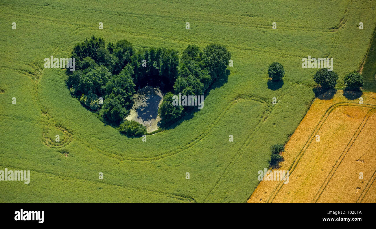 Baumgruppe, Felder, Geesthacht, Schleswig-Holstein, Deutschland Stockfoto