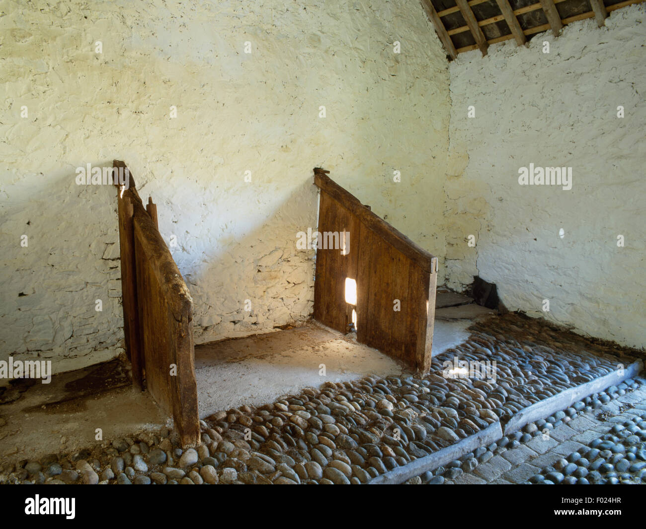 Kuhstall mit Kopfstein gepflasterten Boden, Schiefer Einfassung, Ziegel Abfluss & hölzernen Stände in der südwestlichen Ecke von Carreg Fawr Hof, Bardsey Island, Gwynedd. Stockfoto