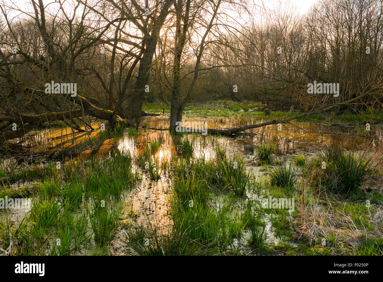 Weichholz Fluss Wiese mit Weiden (Salix Sp.), Frühling, Natur reservieren Drömling, Niedersachsen, Deutschland Stockfoto