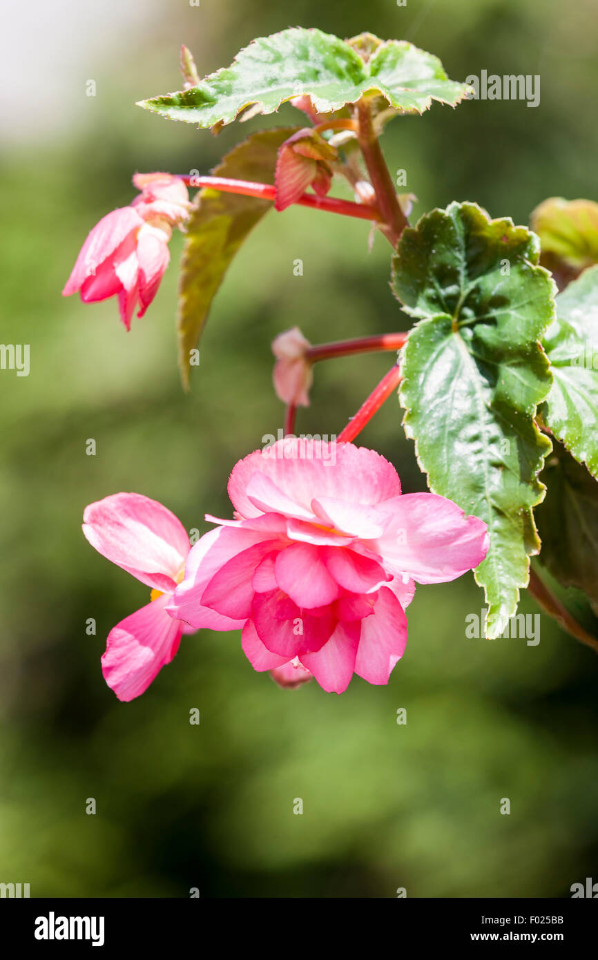 Nachgestellte Begonia X tuberhybrida in einen hängenden Korb rosa. Stockfoto