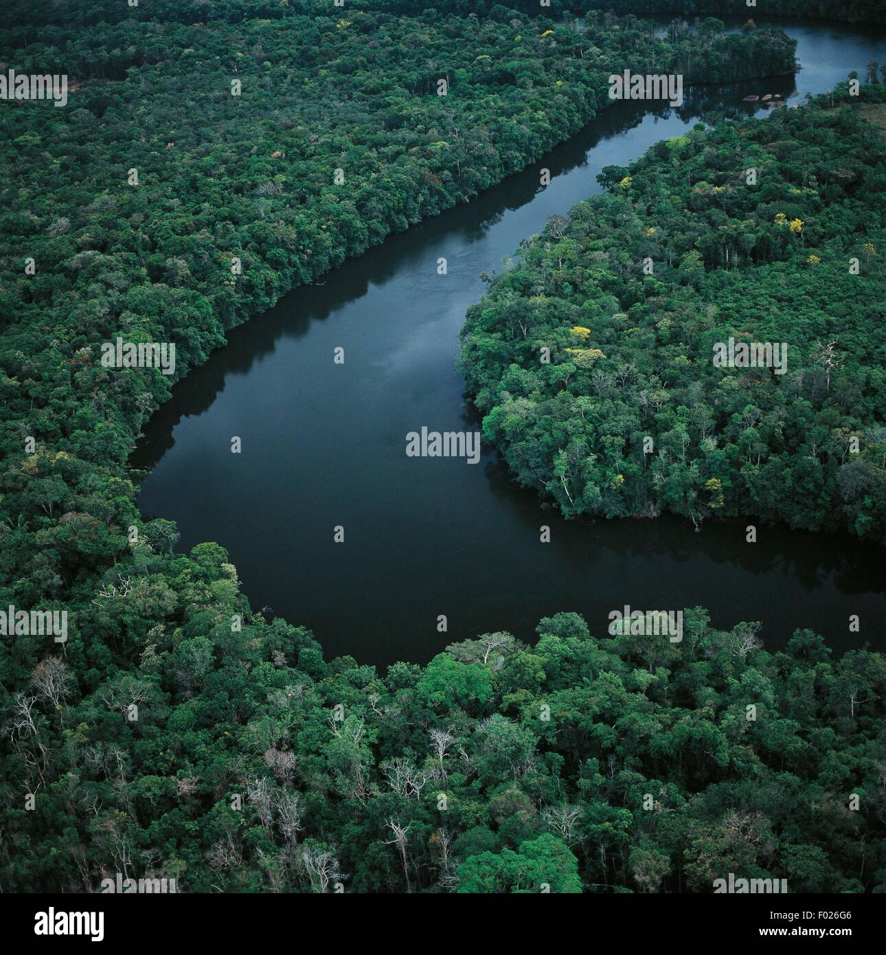 Luftaufnahme der AmazonasRegenwald im Bundesstaat Amazonas, Venezuela