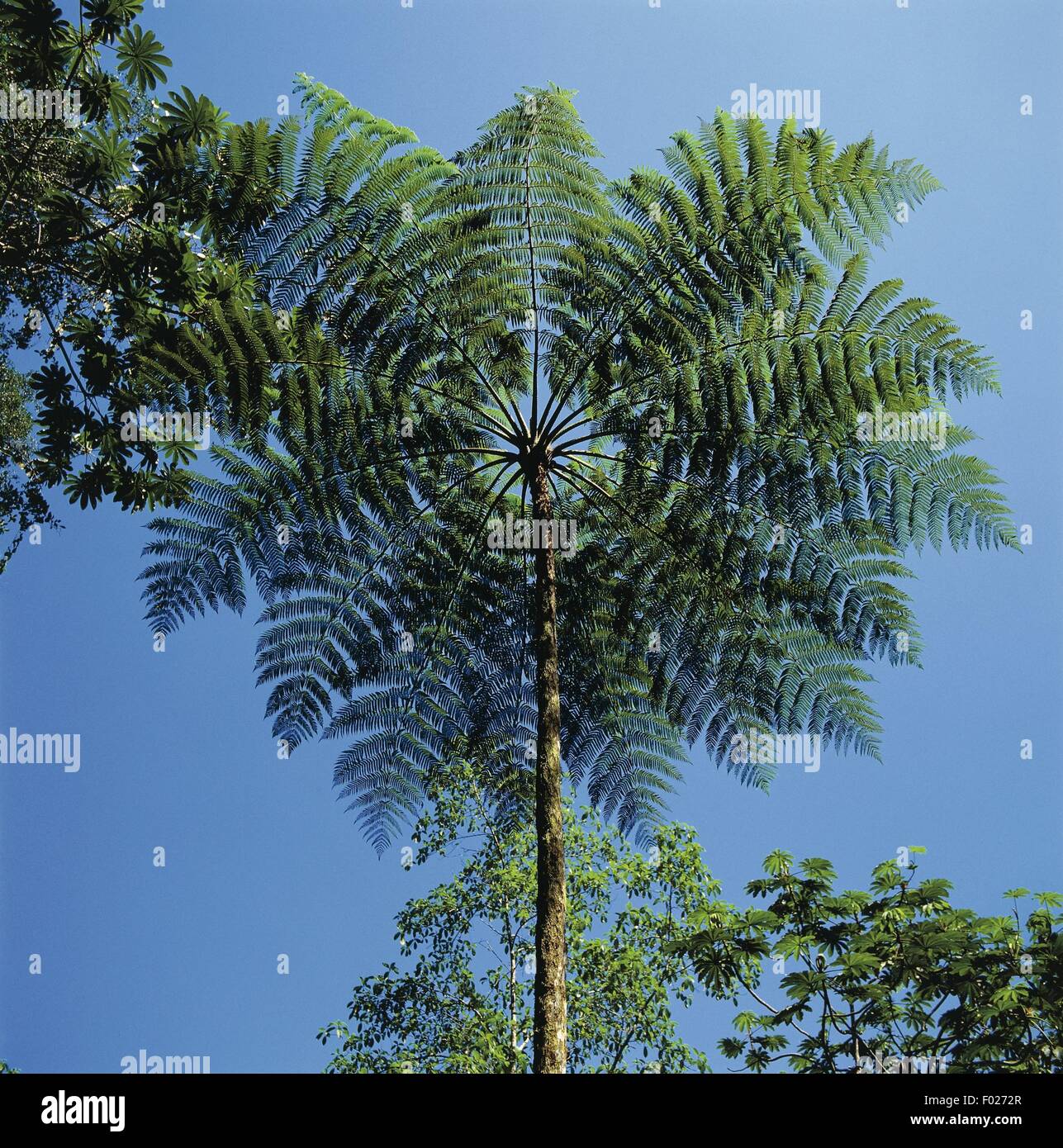 Venezuela, Aragua, Henri Pittier Nationalpark Regenwald mit Baum-Farn Stockfoto