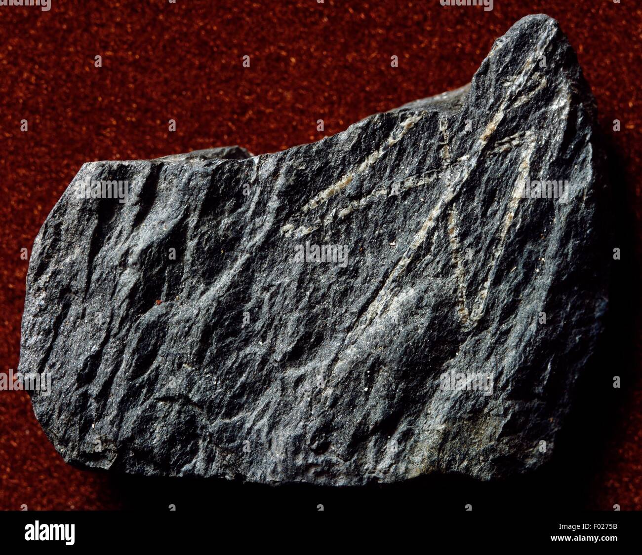 Dicellograptus sp Fossil, Graptolithina Stockfotografie Alamy