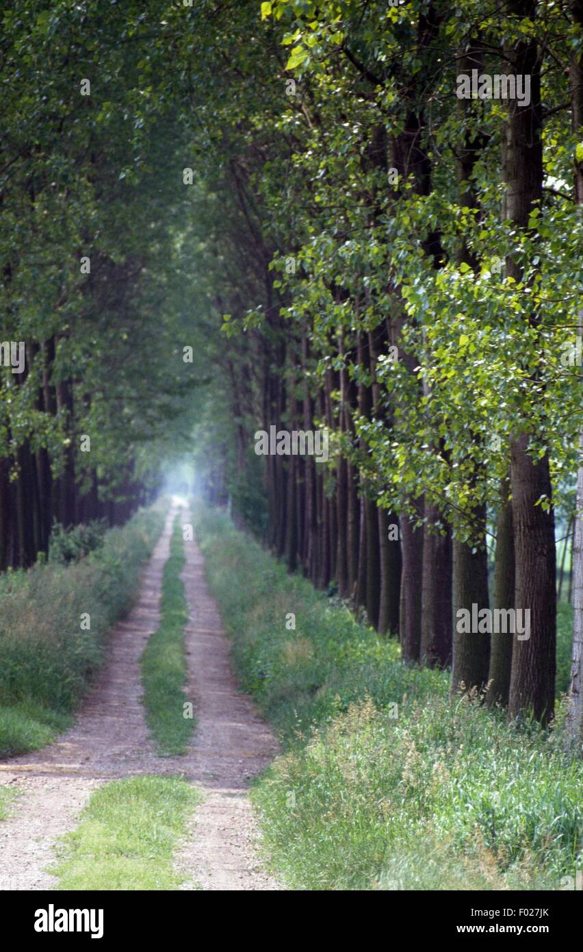 Von Bäumen gesäumten Straße Richtung Cascina Venara in der Nähe von Zerbolo, Ticino Park, Lombardei, Italien. Stockfoto