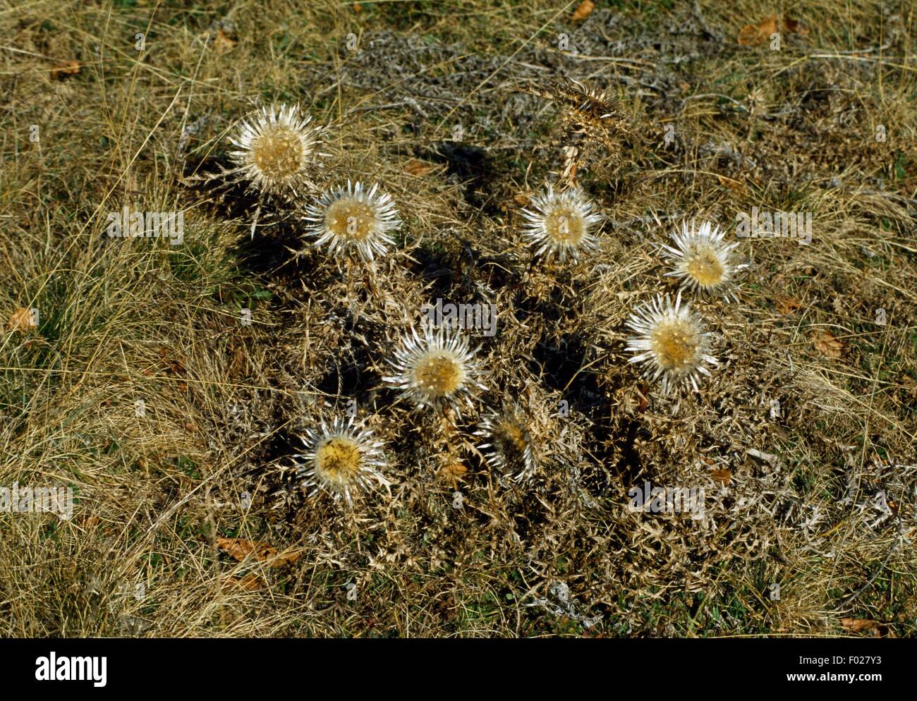 Stammlose Carline Thistle (Carlina Acaulis), Orecchiella Naturpark, Garfagnana, Toskana, Italien. Stockfoto