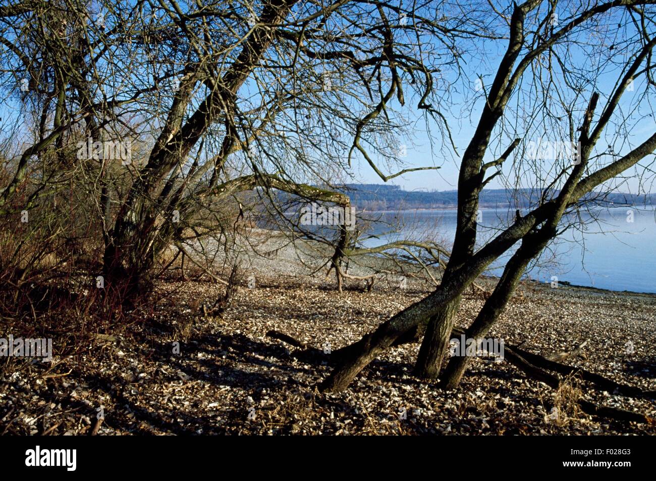Landschaft, Natur Naturschutzgebiet Wollmatinger RiedUnterseeGnadensee (Biotope