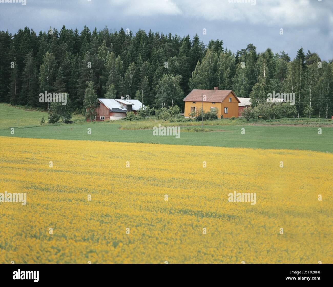Bauernhöfe in einem Feld, Finnland Stockfoto