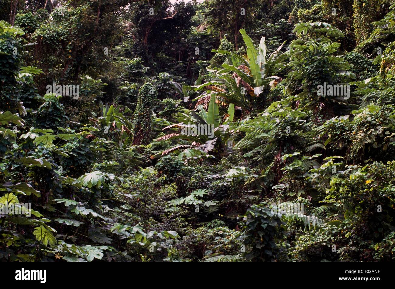 Regenwald, El Yunque National Forest, Puerto Rico. Stockfoto