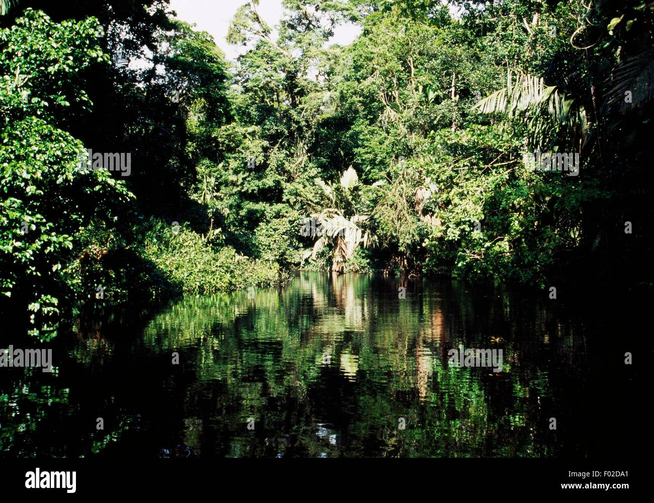 Regenwald, Tortuguero Nationalpark, Limon, Costa Rica. Stockfoto