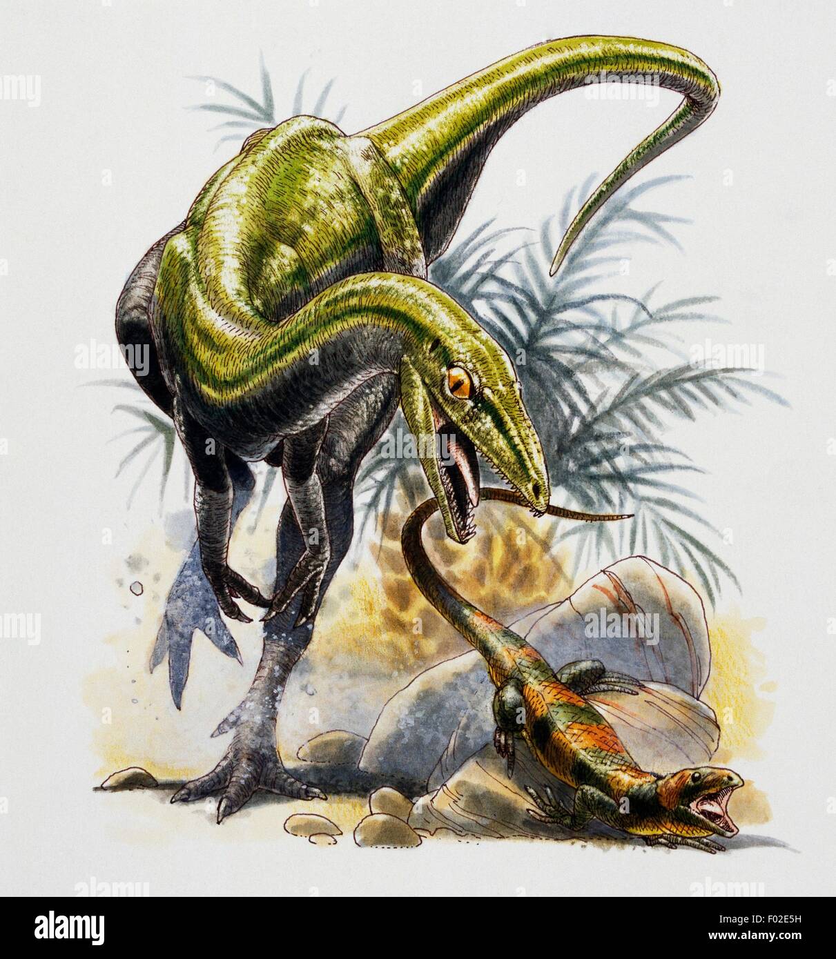 Compsognathus Longipes, Compsognathidae, Eidechsen, Jurassic zu jagen